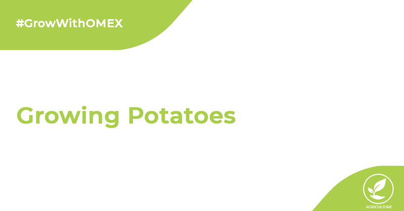 Potato Growing Tips